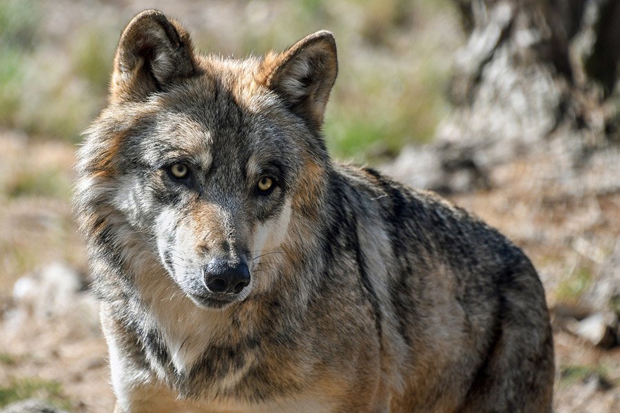 Azerbaijan Animals - Grey Wolf