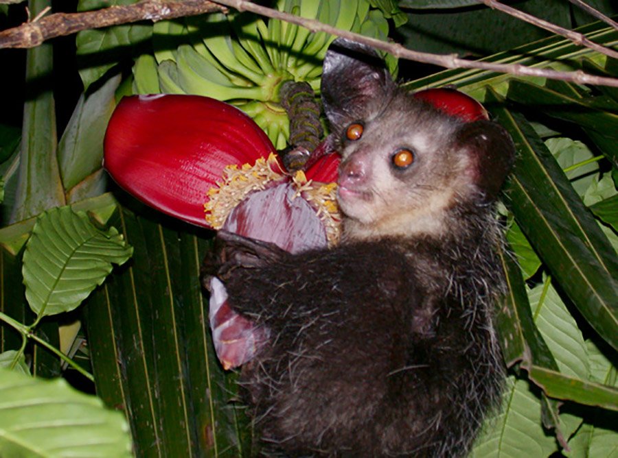 Aye-Aye eating a flower