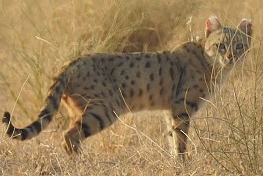 Azerbaijan Animals - Asiatic Wildcat