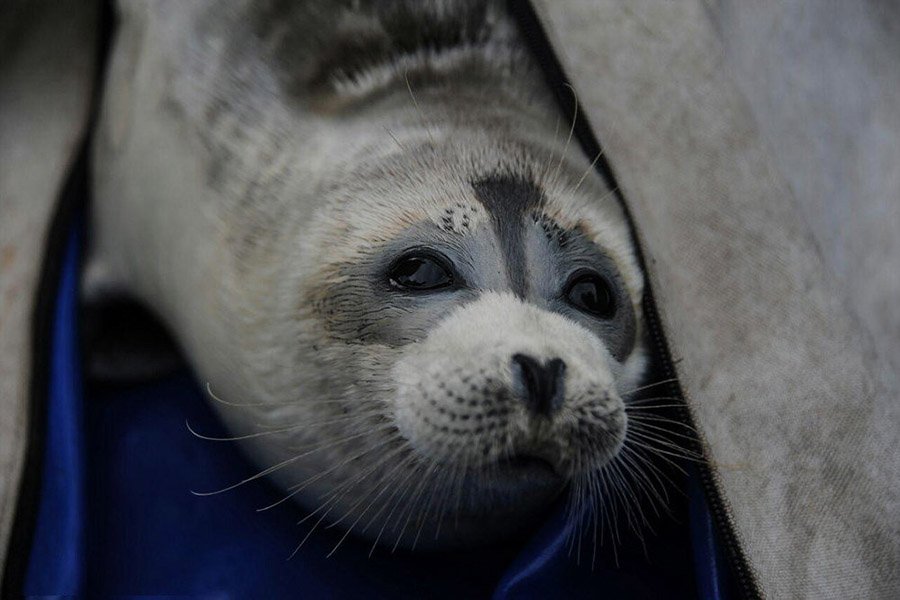 Azerbaijan Animals - Caspian Seal