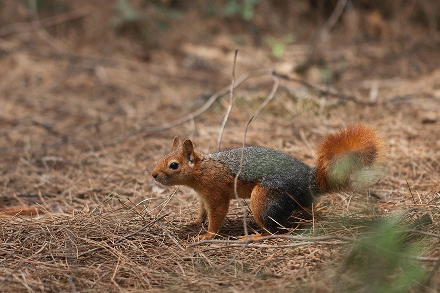 Azerbaijan Animals - Caucasian Squirrel