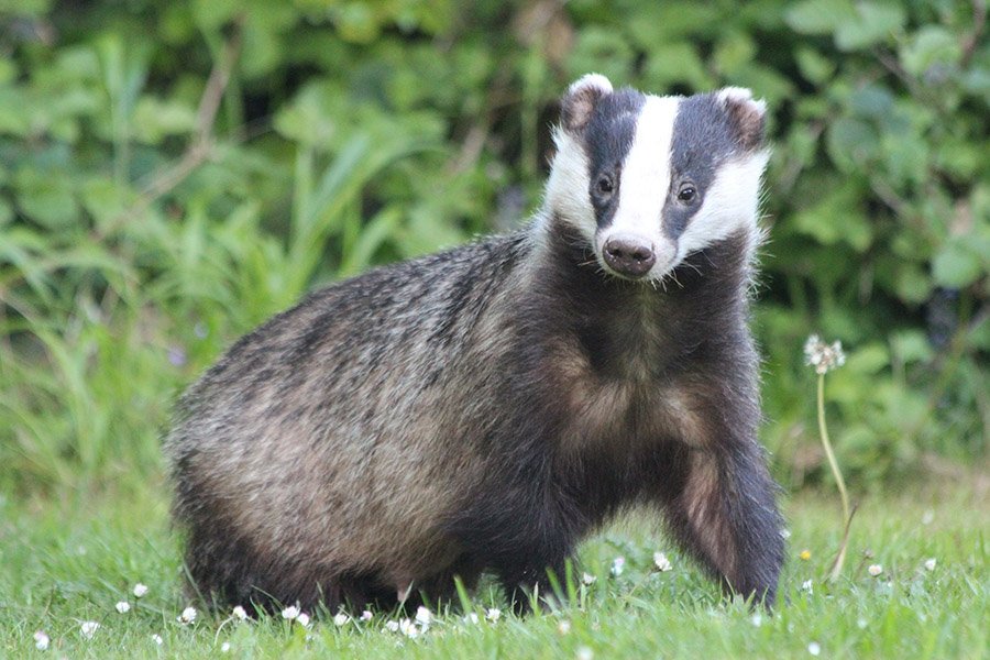 Azerbaijan Animals - Eurasian Badger