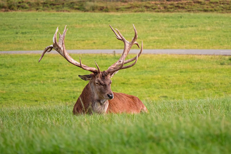 Azerbaijan Animals - European Red Deer