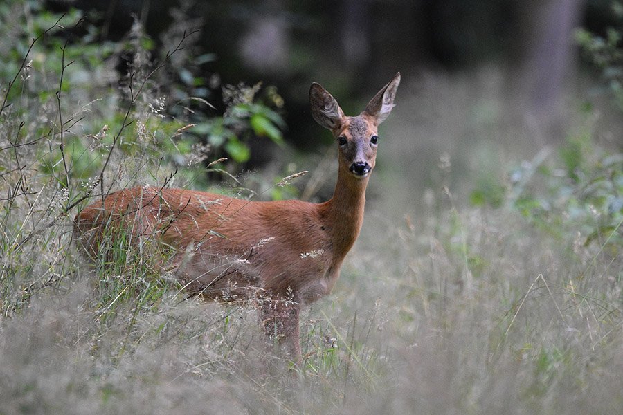 Azerbaijan Animals - European Roe Deer