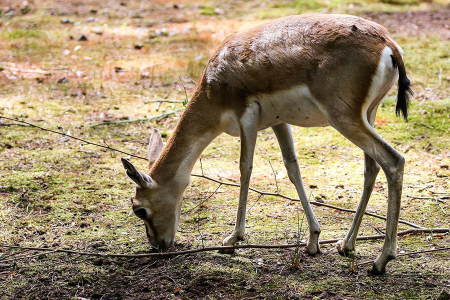 Azerbaijan Animals - Goitered Gazelle