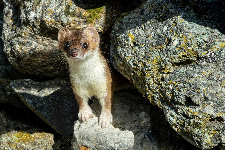 Azerbaijan Animals - Stone Marten