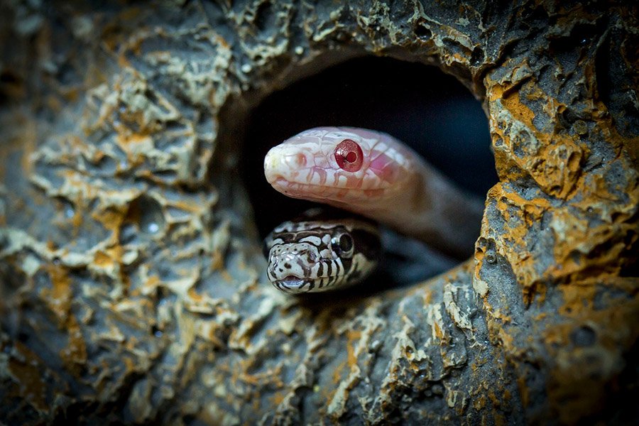 Baby pet snakes