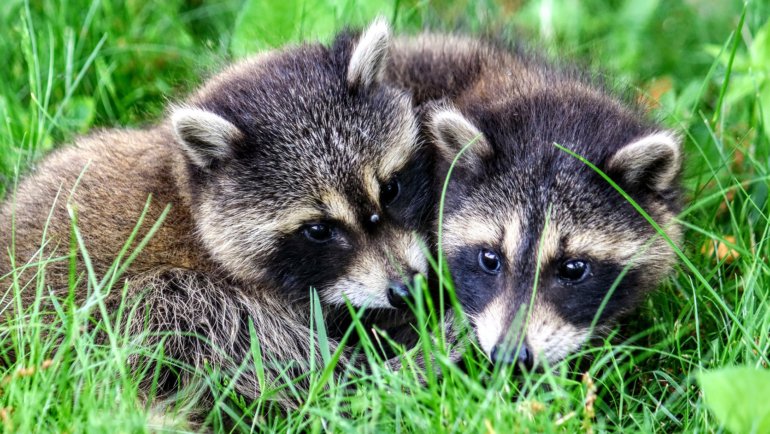 Baby raccoon facts - Hero