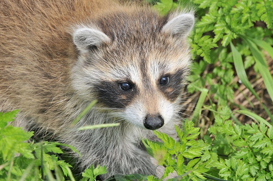 Baby raccoon