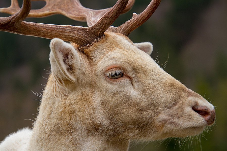 Antler pedicle