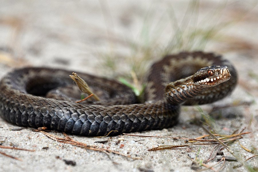 Belgium Animals - Common Adder