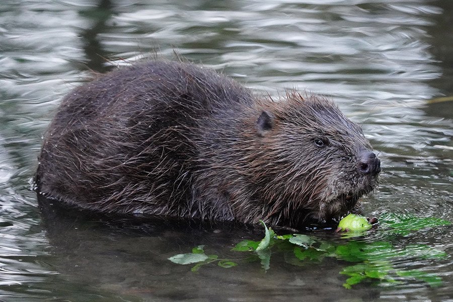 Belgium Animals - Eurasian Beaver