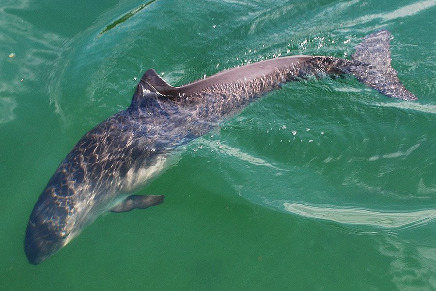 Belgium Animals - Harbour Porpoise