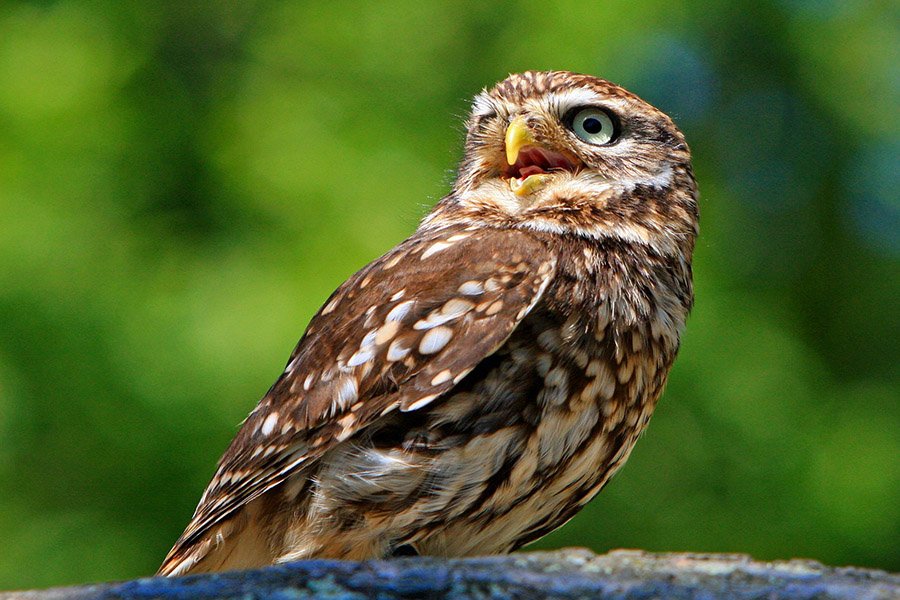 Belgium Animals - Little Owl