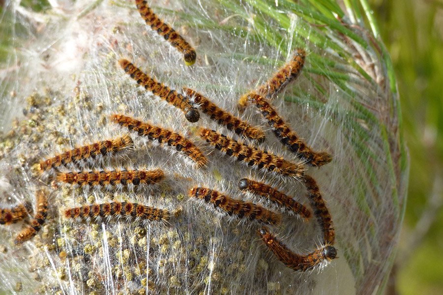 Belgium Animals - Pine Processionary