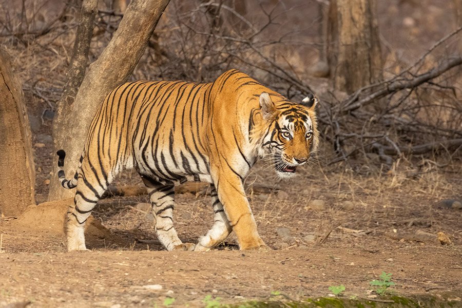 Bengal Tiger