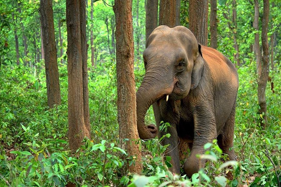 Bhutan Animals - Asian Elephant