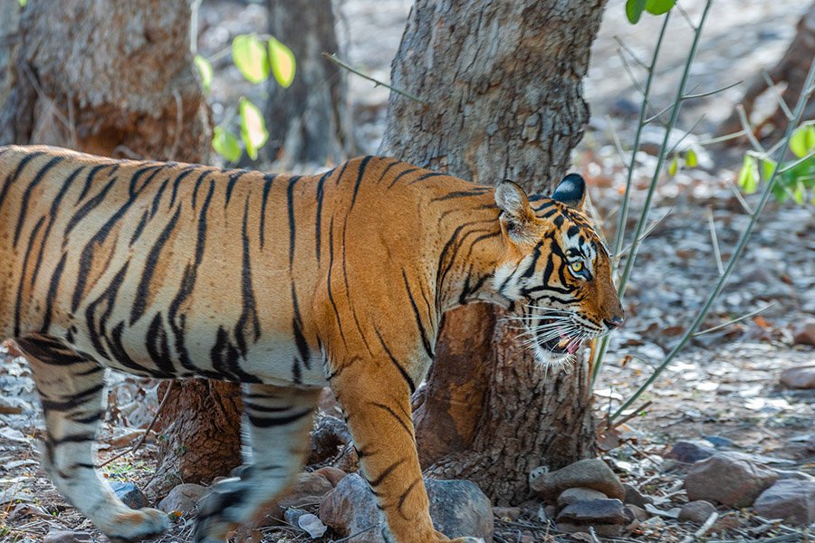 Bhutan Animals - Bengal Tiger