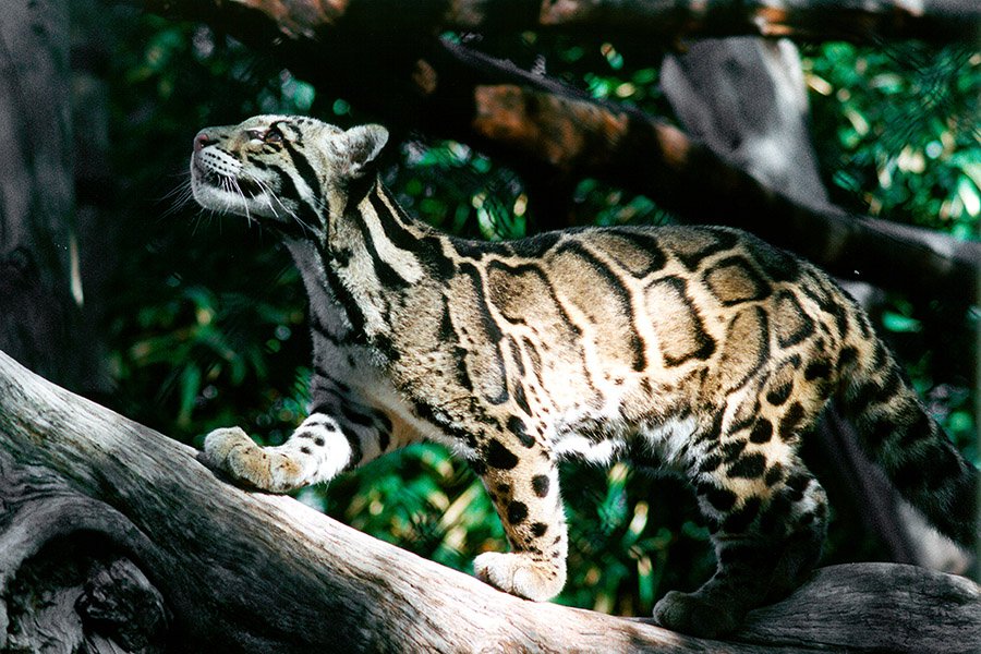 Bhutan Animals - Clouded Leopard