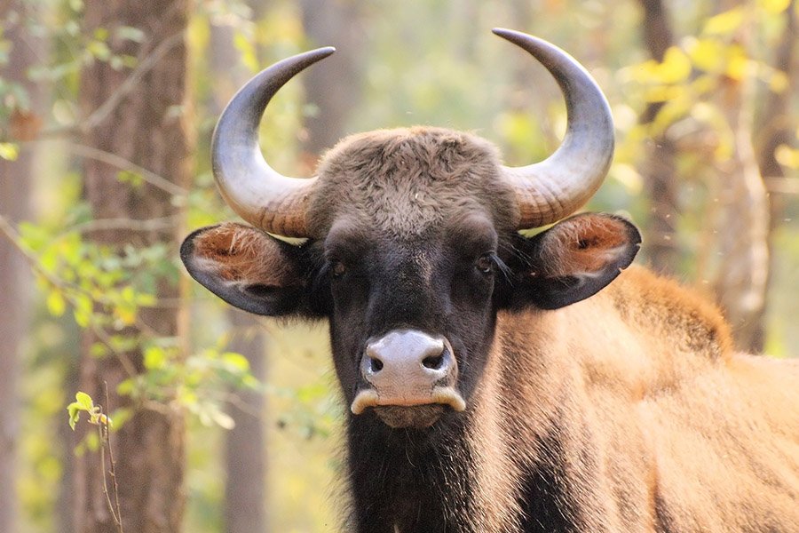 Bhutan Animals - Gaur