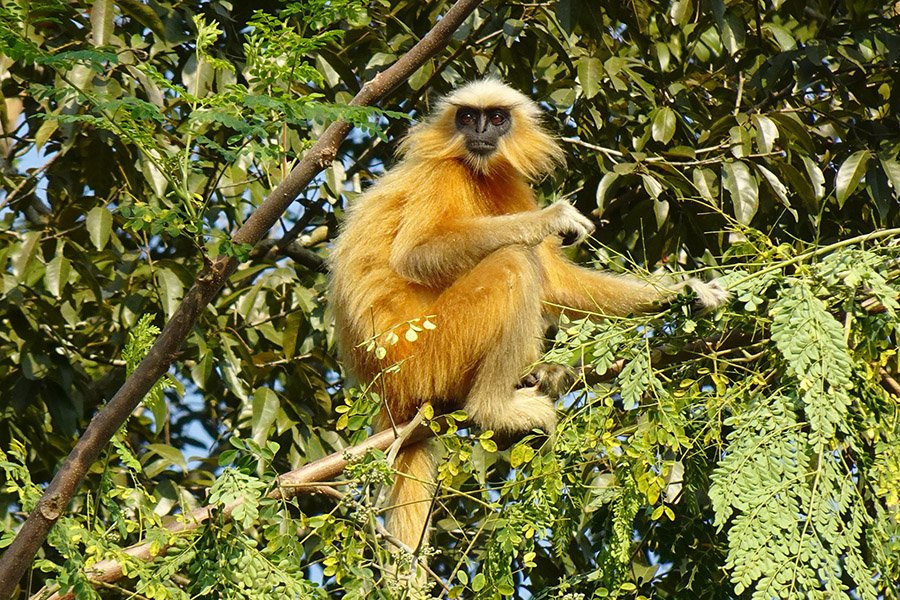 Bhutan Animals - Golden Langur