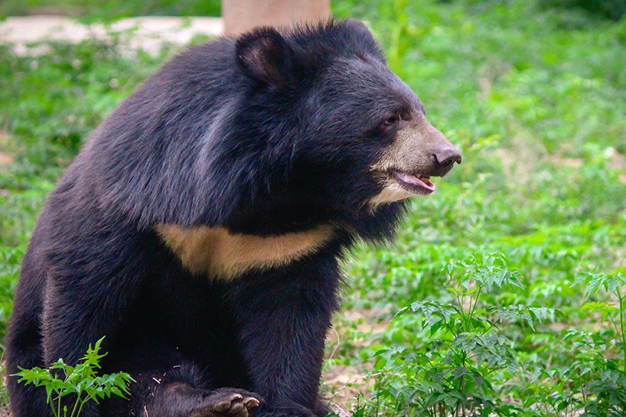 Bhutan Animals - Himalayan Black Bear