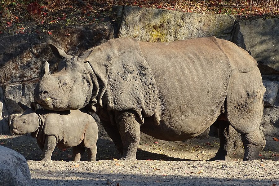 Bhutan Animals - Indian Rhinoceros