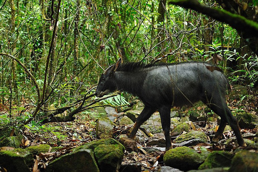 Bhutan Animals - Mainland Serow