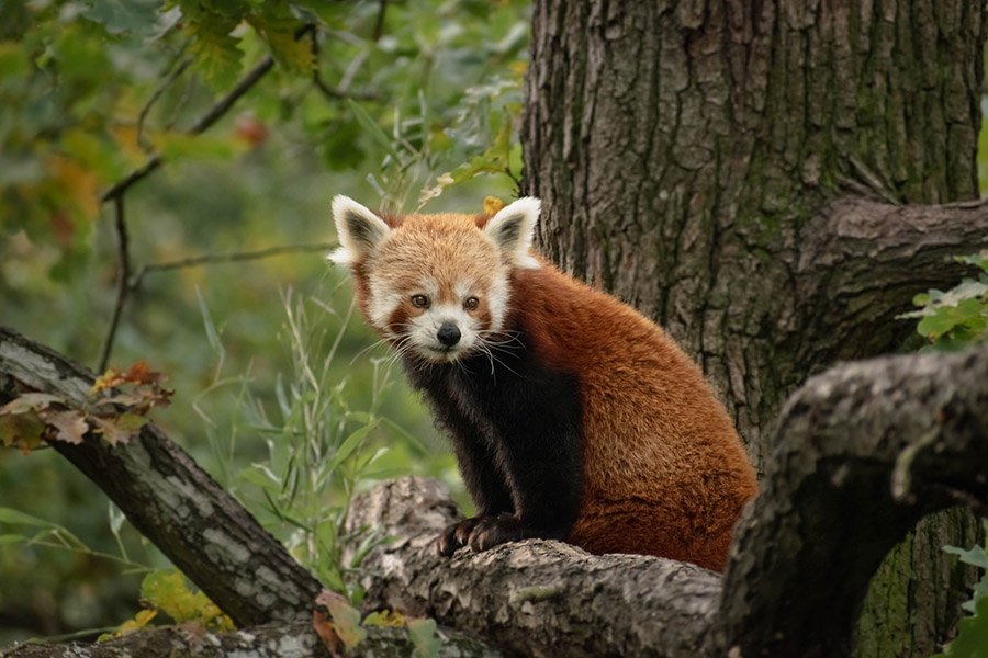 Bhutan Animals - Red Panda