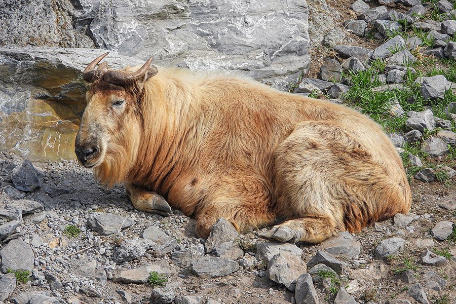 Bhutan Animals - Takin