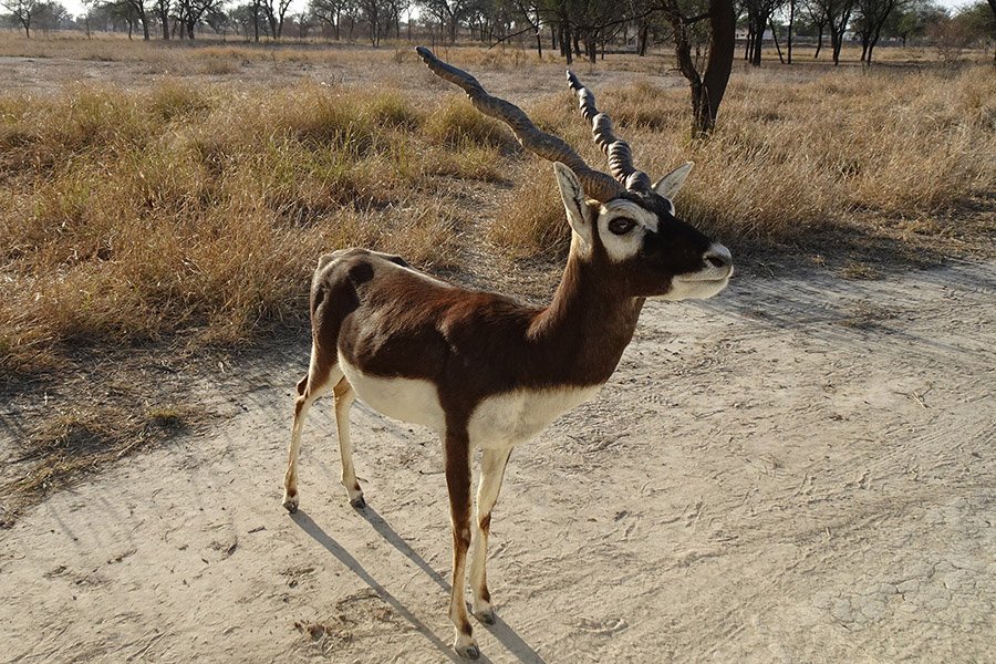 Blackbuck