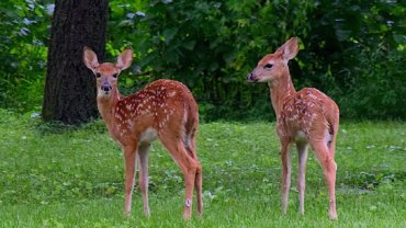 Can deer have twins - Hero