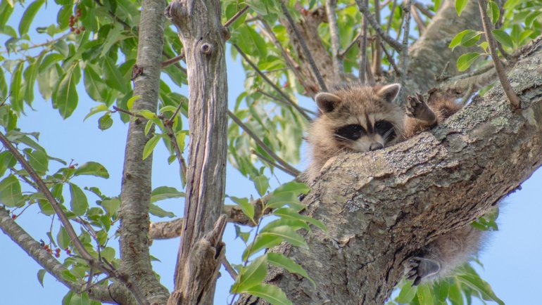 Can raccoons climb trees - Hero