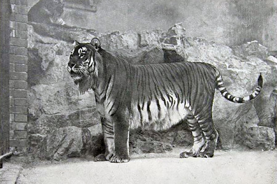 Caspian Tiger