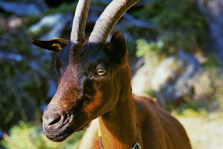 Chamois Colored Goat