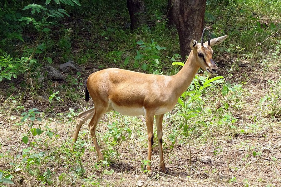 Chinkara