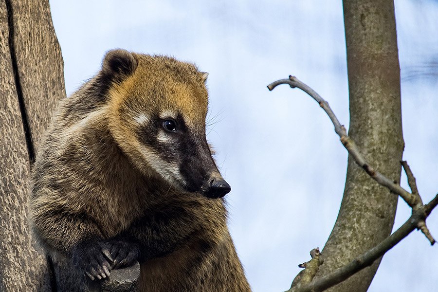 Coati portrait