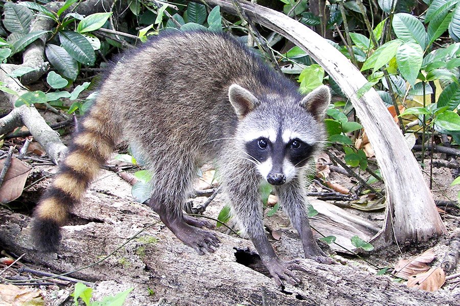 Crab-eating_Raccoon