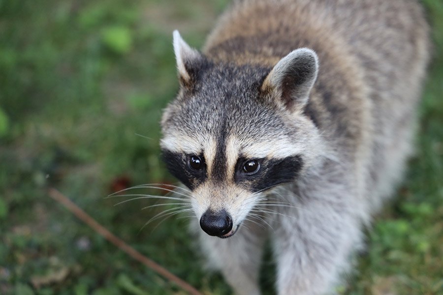 Curious Raccoon