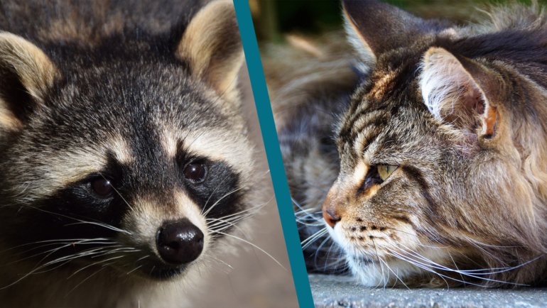 Do Raccoons Kill Cats - Hero