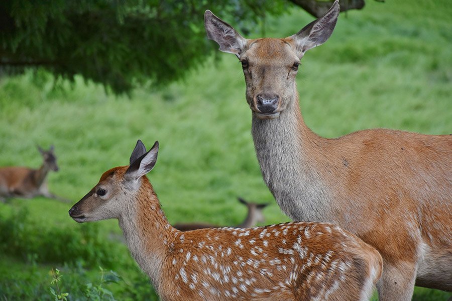 Doe and fawn