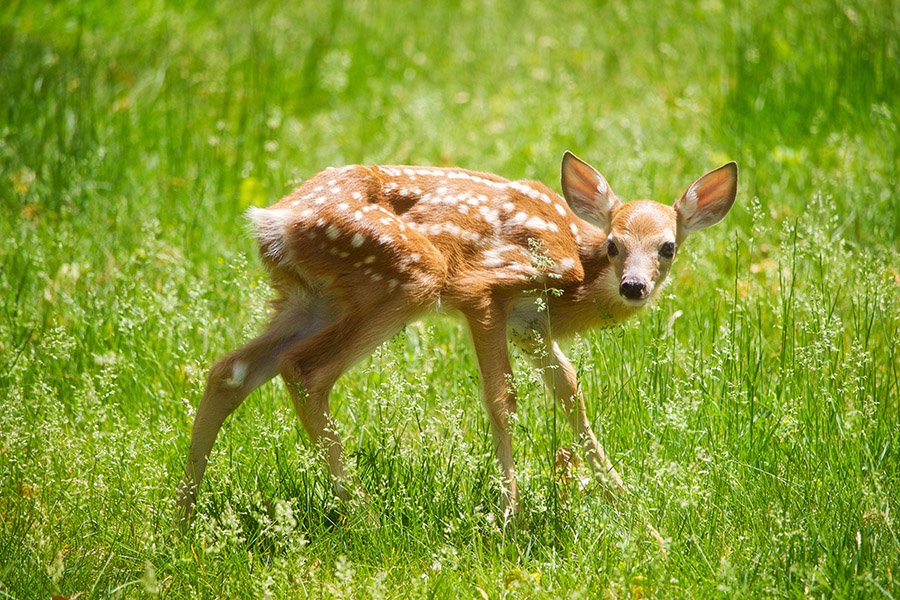 Fawn with white spots