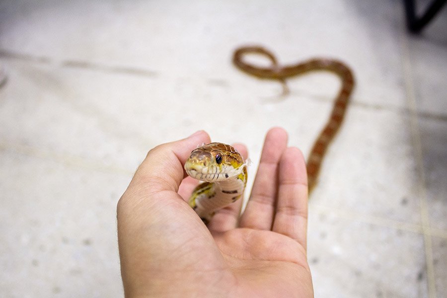 Friendly corn snake