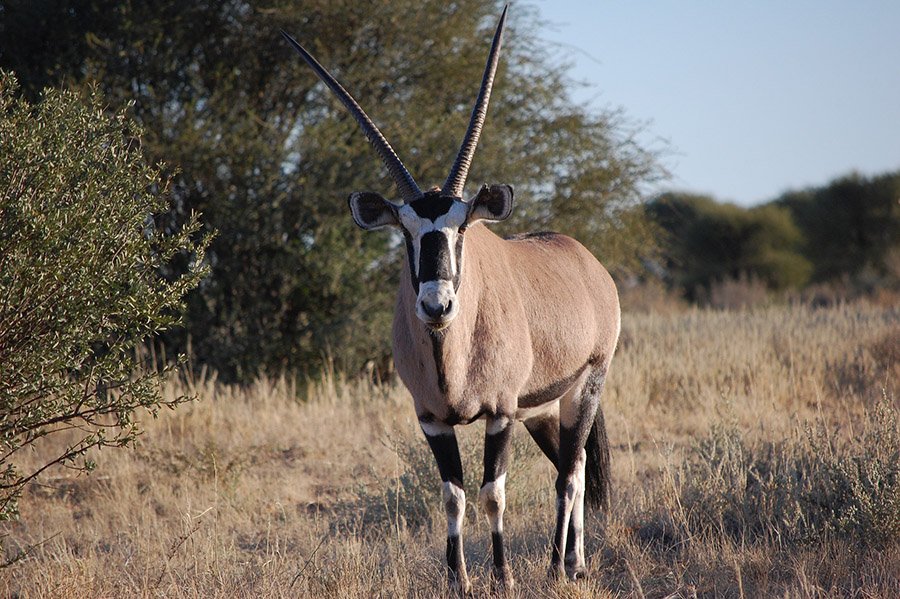 Gemsbok