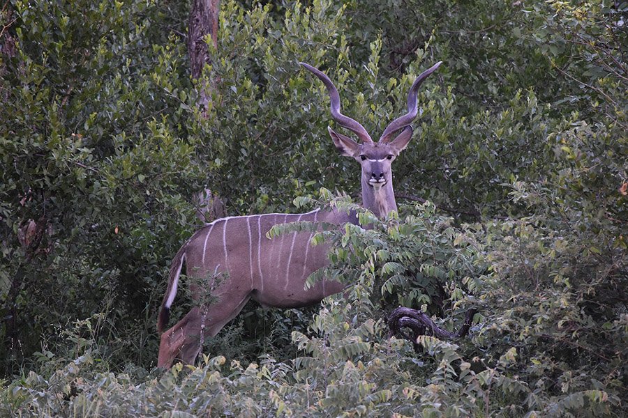 Greater Kudu