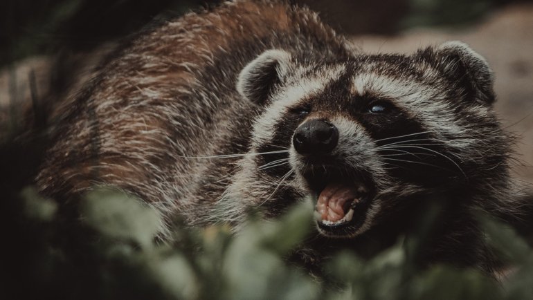 How do raccoons get rabies - Hero