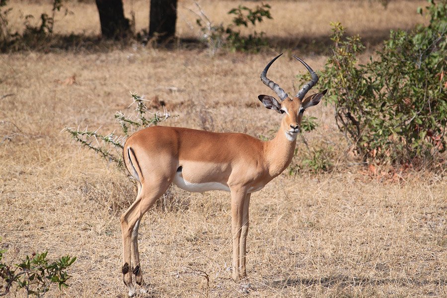 Impala