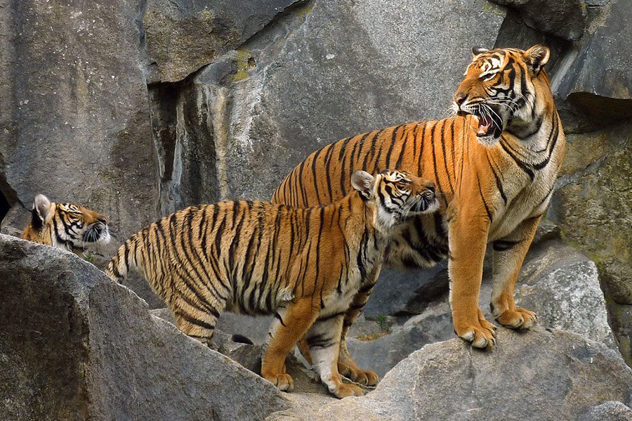 Indochinese Tiger