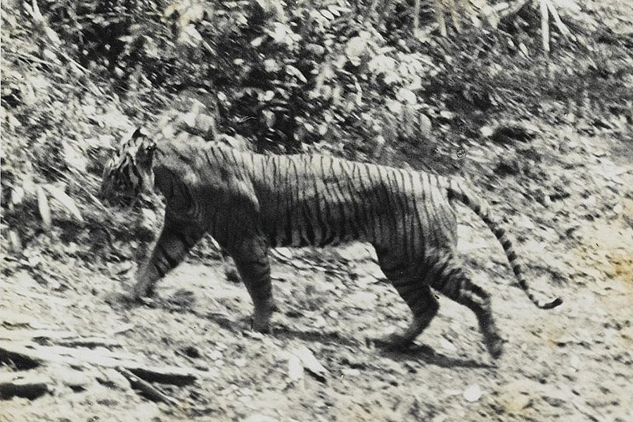 Javan Tiger