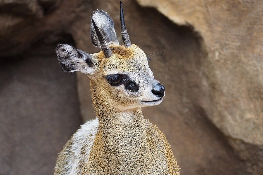 Klipspringer